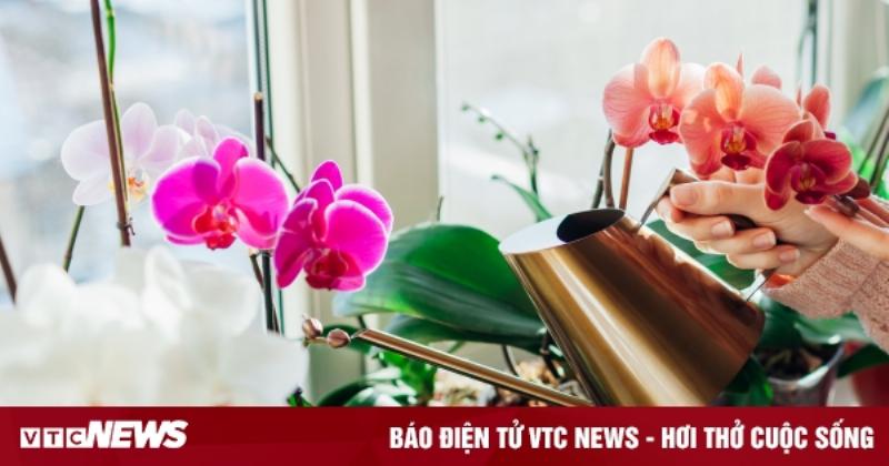 Hướng dẫn cách tưới nước cho lan hồ điệp không bị úng rễ